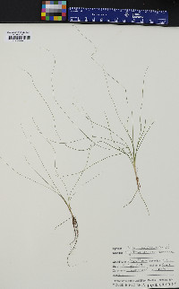 Schoenoplectus subterminalis image