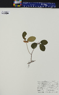 Gaultheria procumbens image