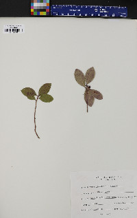 Gaultheria procumbens image