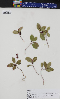 Gaultheria procumbens image