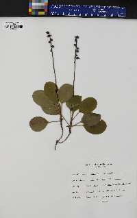 Pyrola rotundifolia image