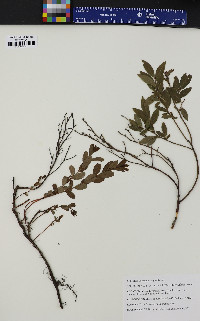 Vaccinium angustifolium image