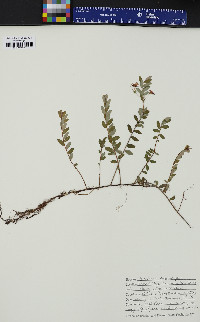 Vaccinium macrocarpon image