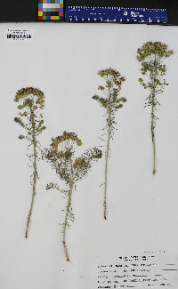 Euphorbia cyparissias image