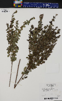 Lespedeza intermedia image