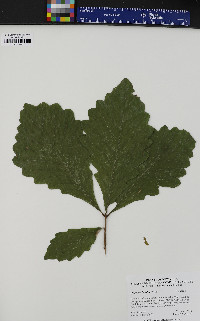 Quercus bicolor image