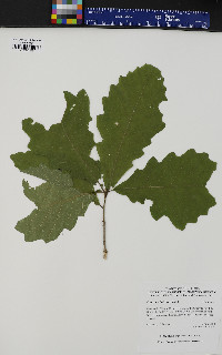 Quercus bicolor image