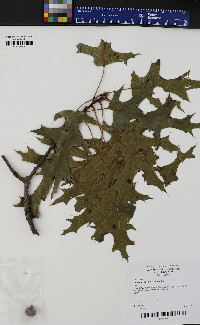 Quercus coccinea image