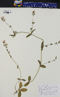 Centaurium erythraea image