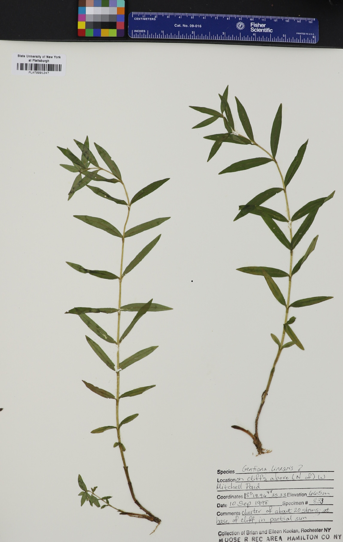 Gentiana linearis image