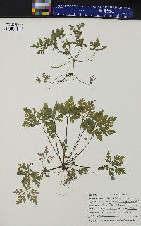 Geranium robertianum image