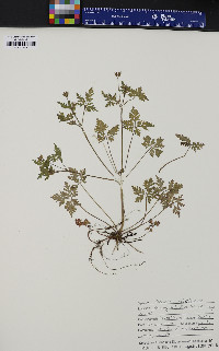 Geranium robertianum image