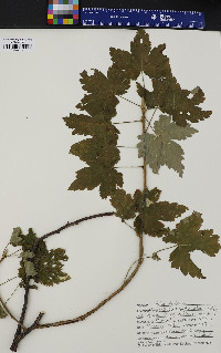 Ribes glandulosum image