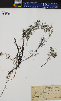 Myriophyllum sibiricum image