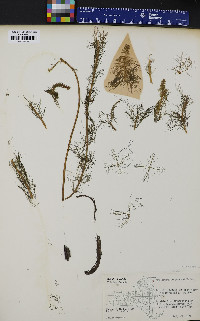 Myriophyllum verticillatum image