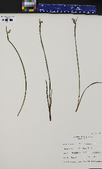 Sisyrinchium montanum image