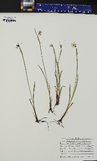 Sisyrinchium montanum image