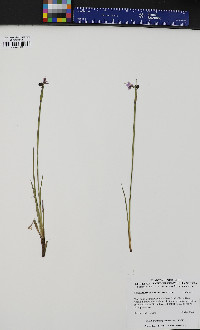 Sisyrinchium montanum image