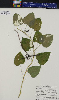 Smilax herbacea image