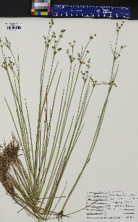 Juncus brevicaudatus image