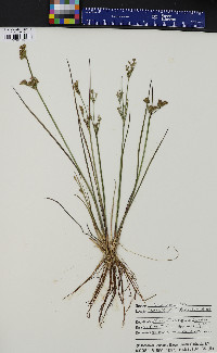 Juncus brevicaudatus image