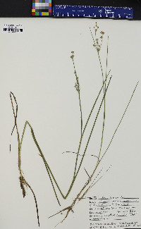 Juncus brevicaudatus image