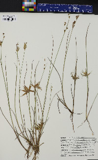 Juncus brevicaudatus image