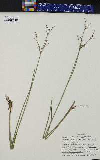 Juncus brevicaudatus image