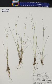 Juncus tenuis var. tenuis image