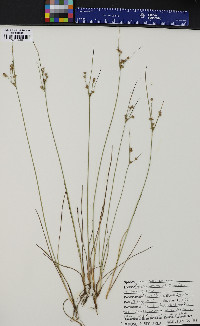 Juncus tenuis var. tenuis image