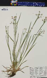 Luzula campestris var. multiflora image