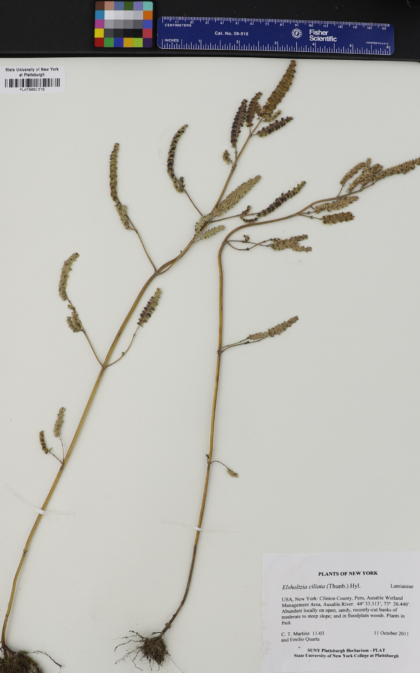 Elsholtzia ciliata image