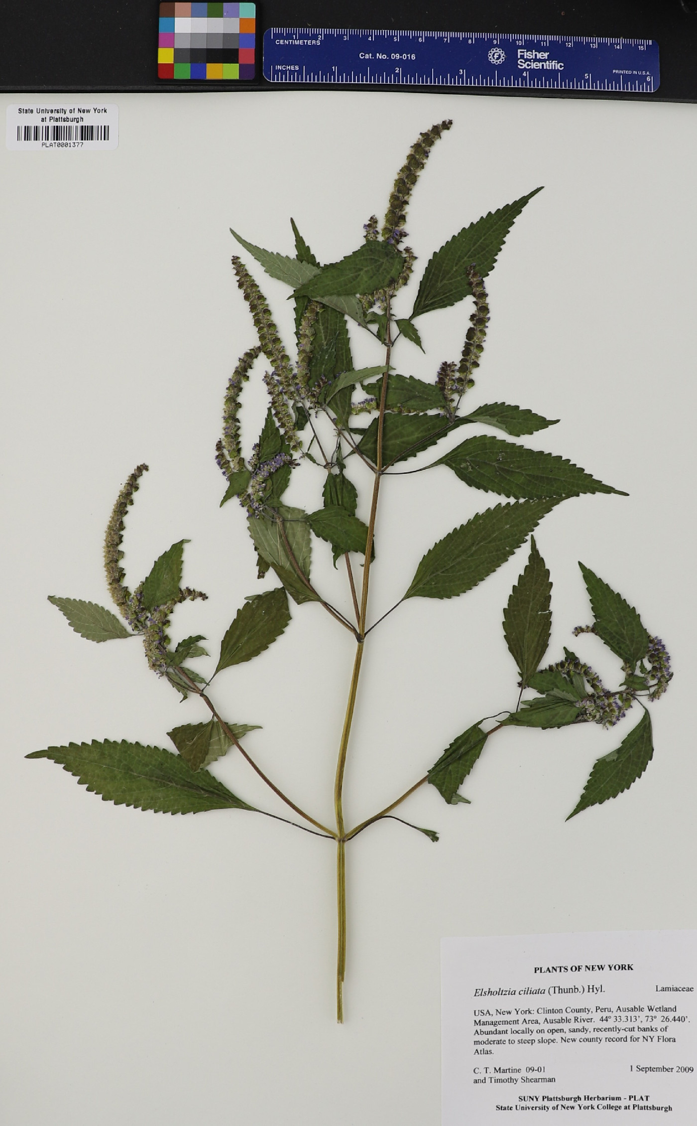 Elsholtzia ciliata image