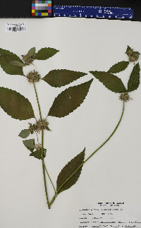 Galeopsis tetrahit image