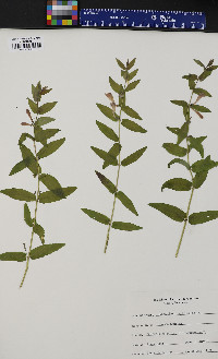 Scutellaria galericulata image