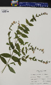 Scutellaria galericulata image