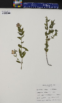 Scutellaria galericulata image