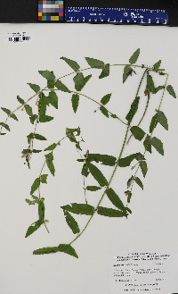 Scutellaria galericulata image