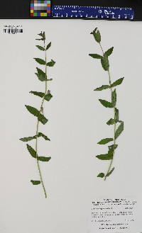 Scutellaria galericulata image