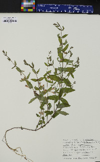 Scutellaria galericulata image