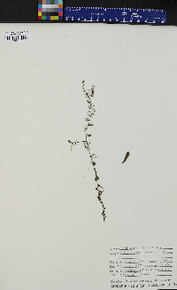 Utricularia geminiscapa image