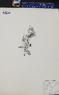 Utricularia geminiscapa image