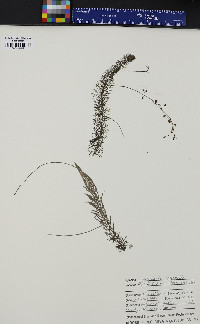 Utricularia intermedia image