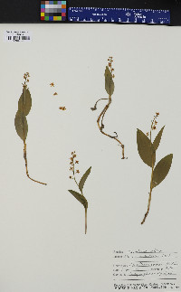 Maianthemum trifolium image