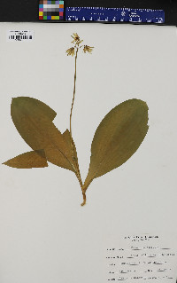 Clintonia borealis image