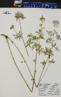 Malva moschata image