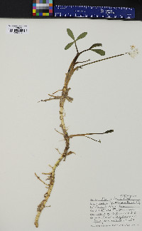 Menyanthes trifoliata image