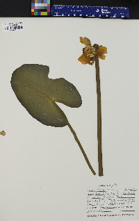 Nuphar variegata image