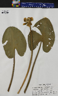 Nuphar variegata image