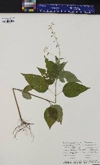 Circaea canadensis image